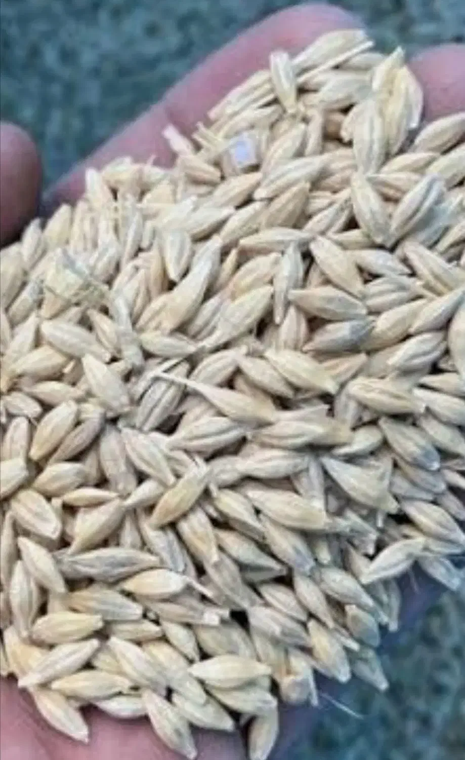 جو دیم|عمدهفروشی|الشتر, |دیوار