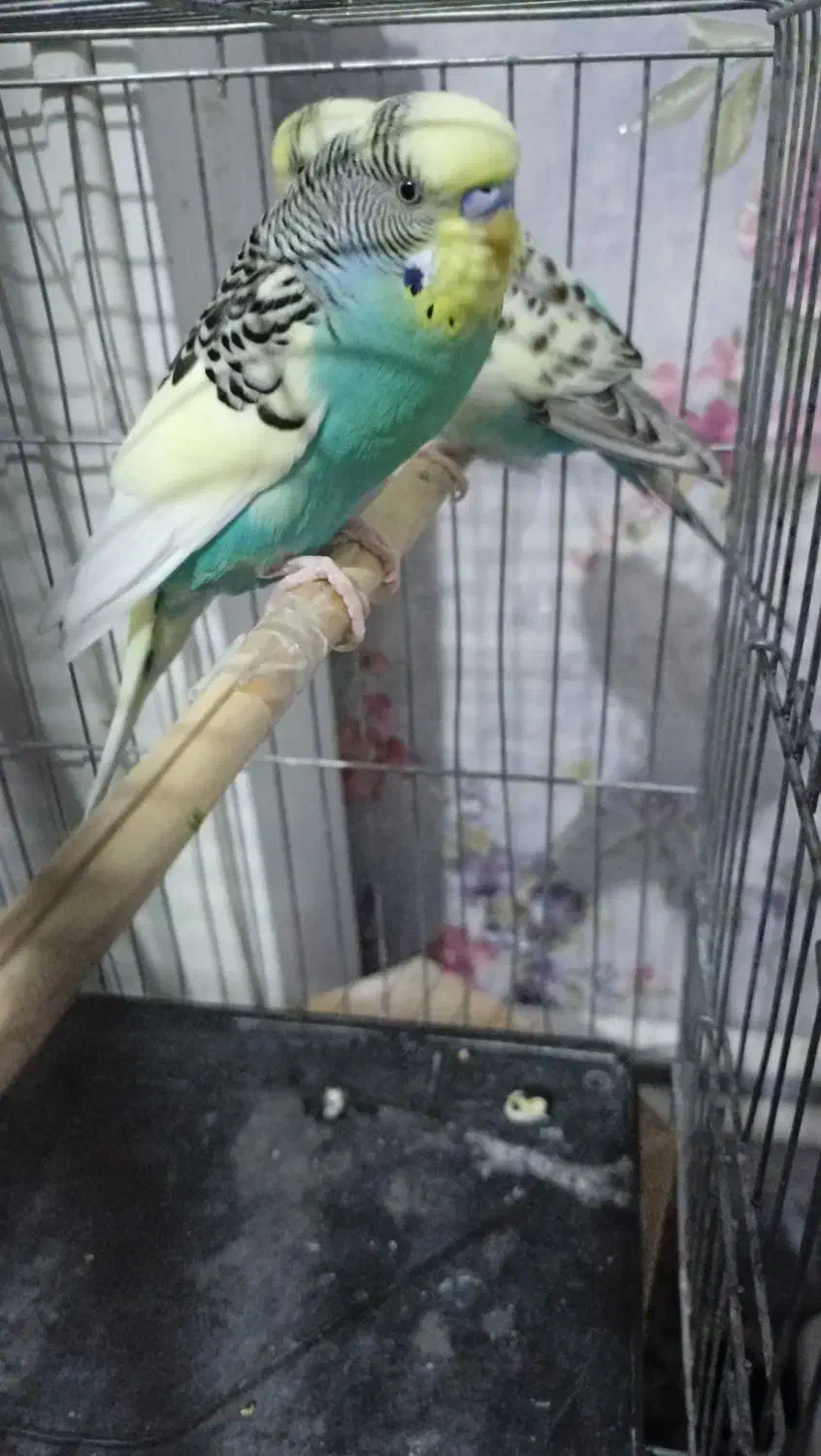 فروش عروس هلندی|پرنده|سهند, |دیوار