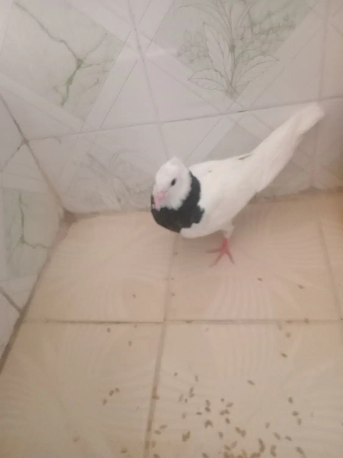 کبوتر ماد400۰ت|پرنده|رامهرمز, |دیوار