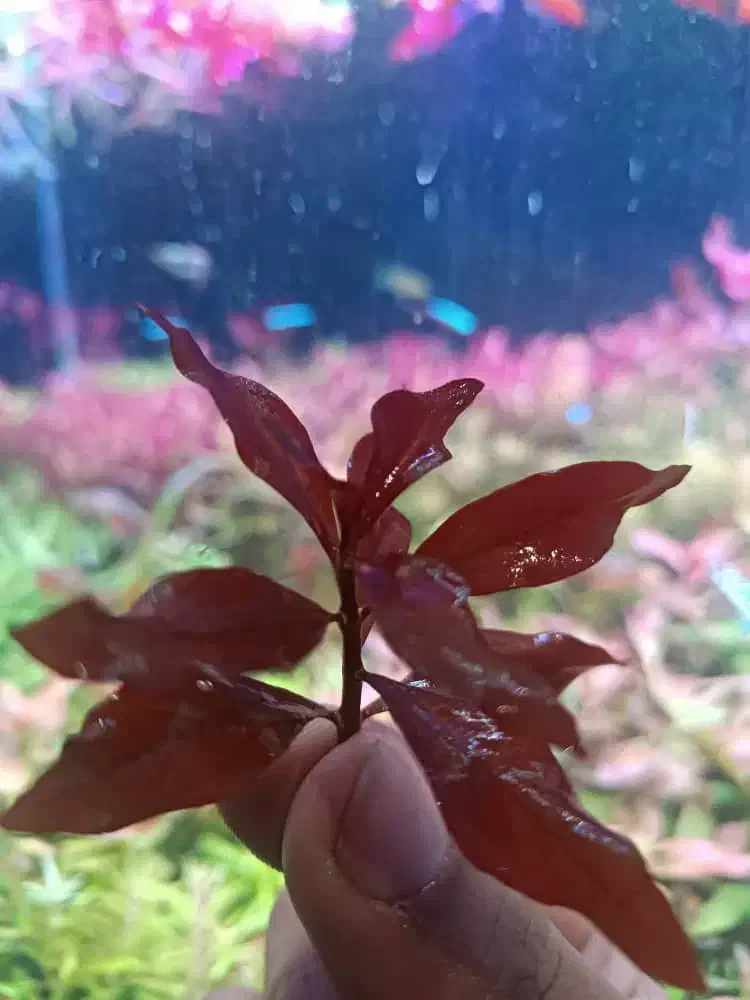 لودویجیا سوپر رد هرسی|ماهی|شیراز, گل سرخ|دیوار