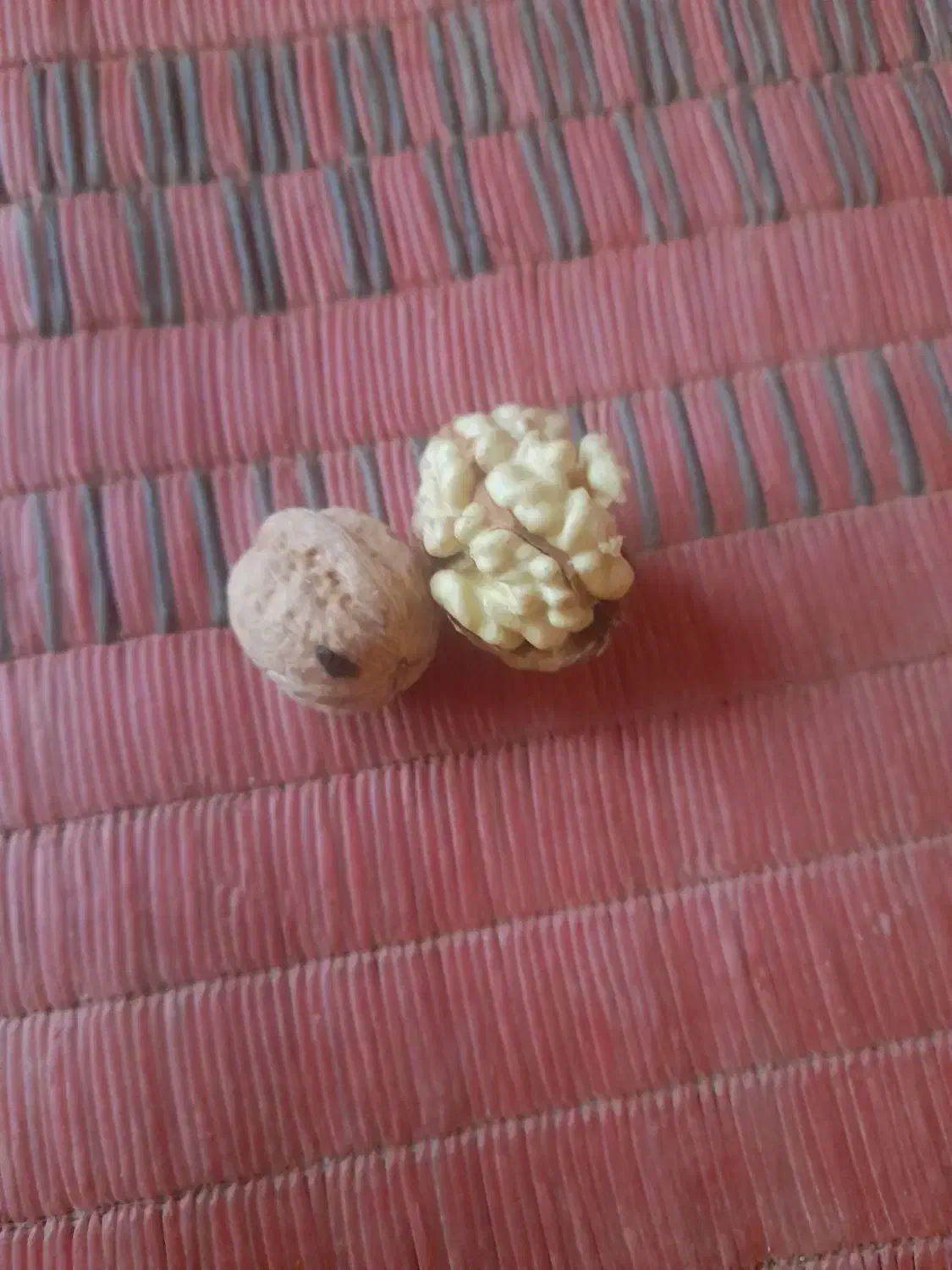 گردوی درجه یک هر پره ش اندازه یک گردوی معمولیه|عمده‌فروشی|بیلوار, |دیوار