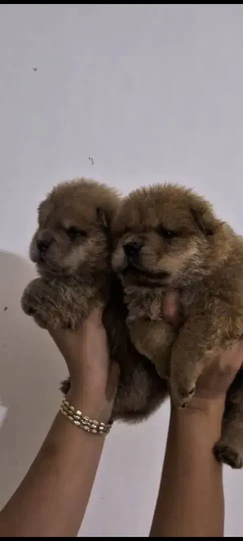 پرورش تخصصی چاوچاو|سگ|تهران, سید خندان (جلفا)|دیوار