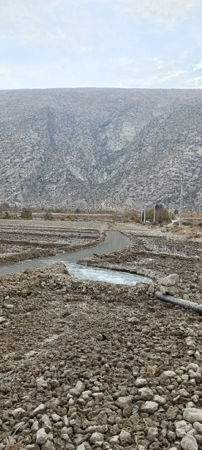 لوبیا|خوردنی و آشامیدنی|شیراز, آزادی|دیوار
