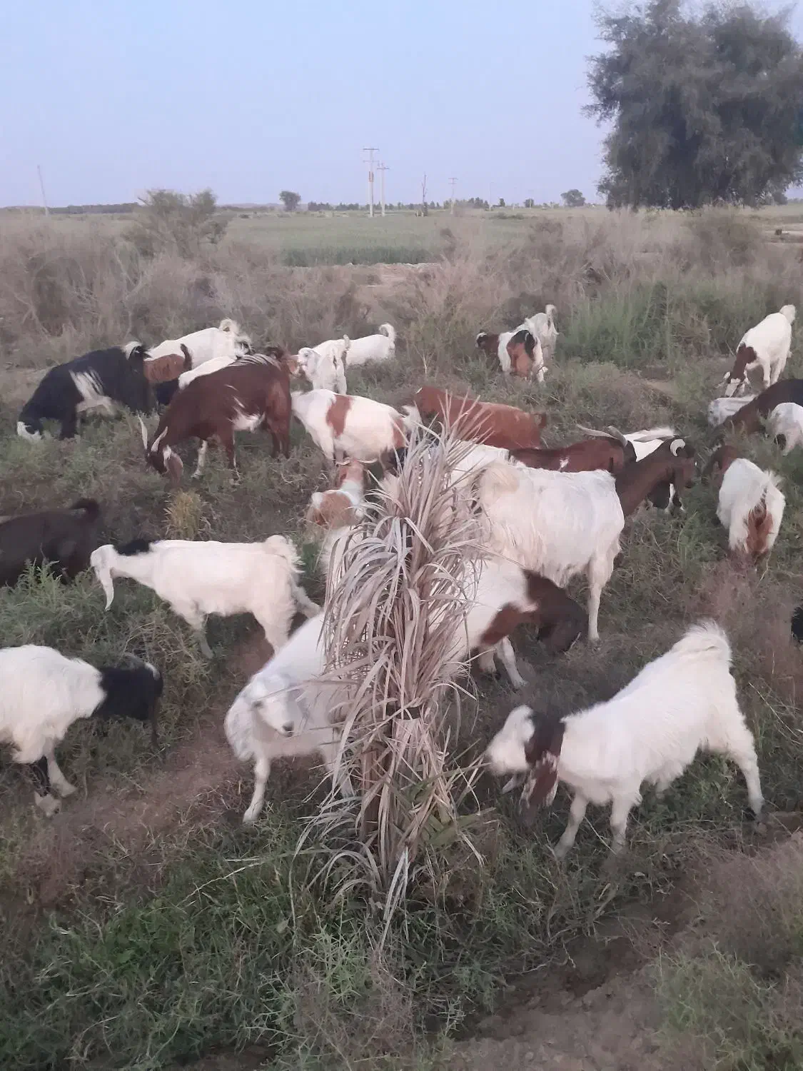 گوسفند فروشی|حیوانات مزرعه|فاریاب, |دیوار