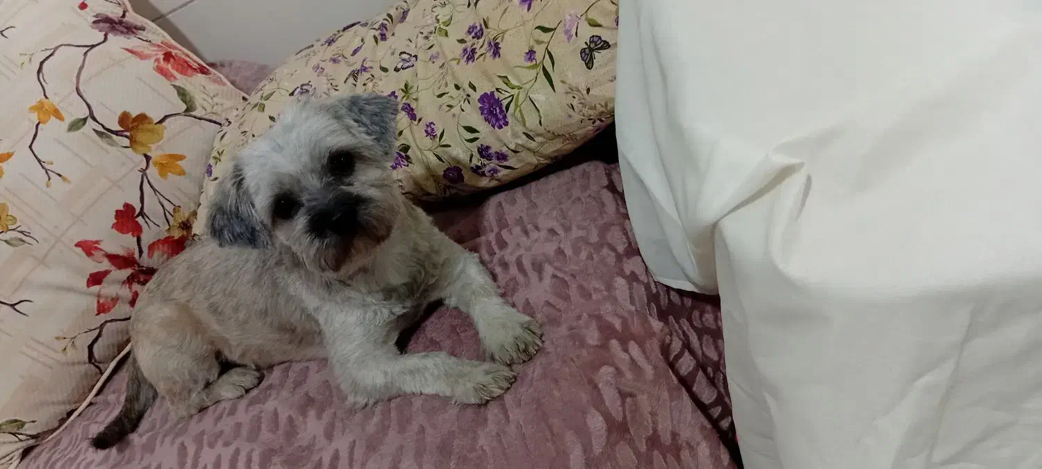 شیتزو|سگ|قدس, شهر‌قدس|دیوار