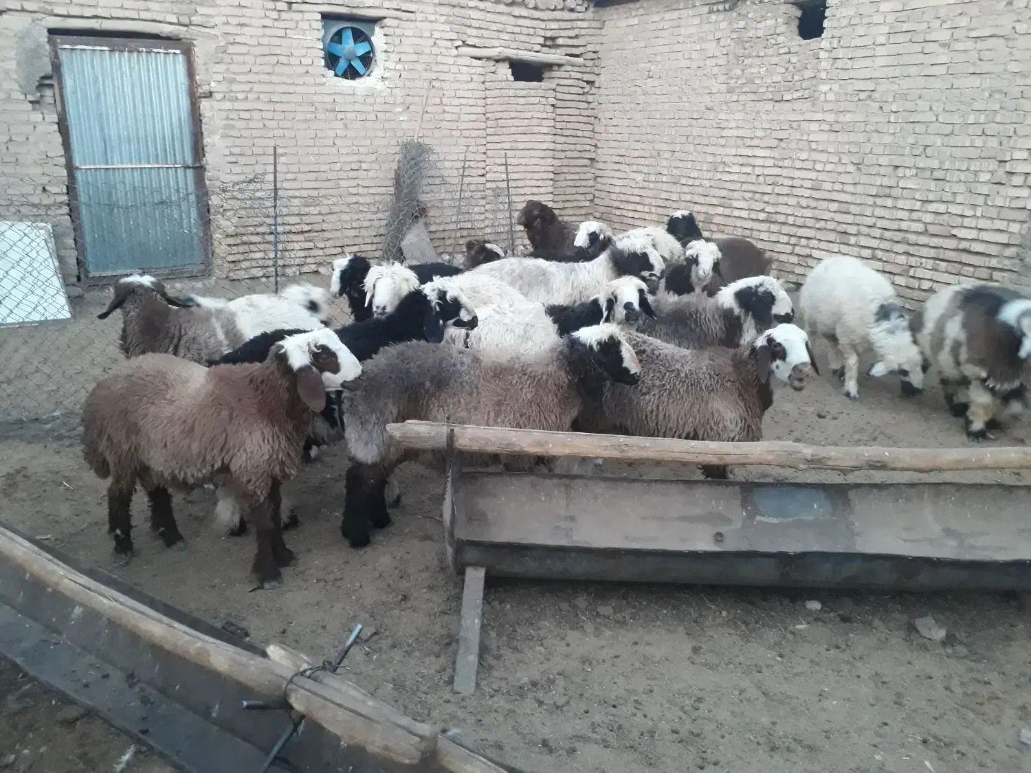 فروش بره|حیوانات مزرعه|خرم بید, |دیوار