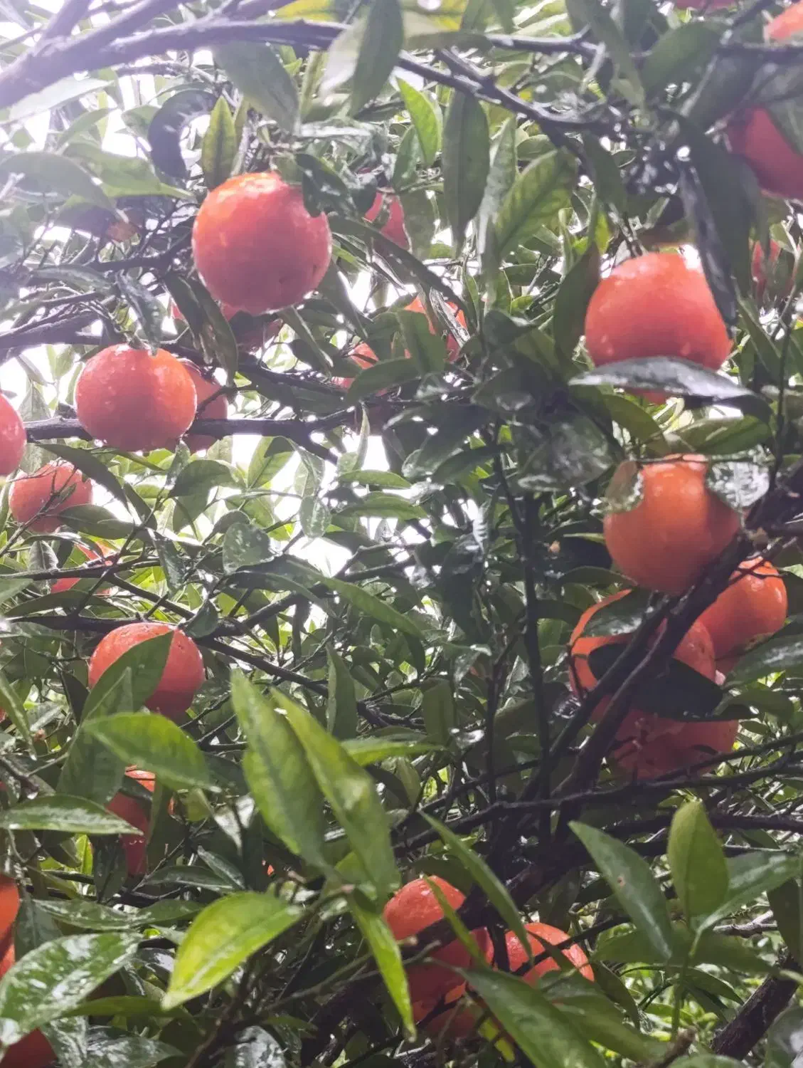 یافا ابدار|حراج|محمدشهر, محمدشهر|دیوار