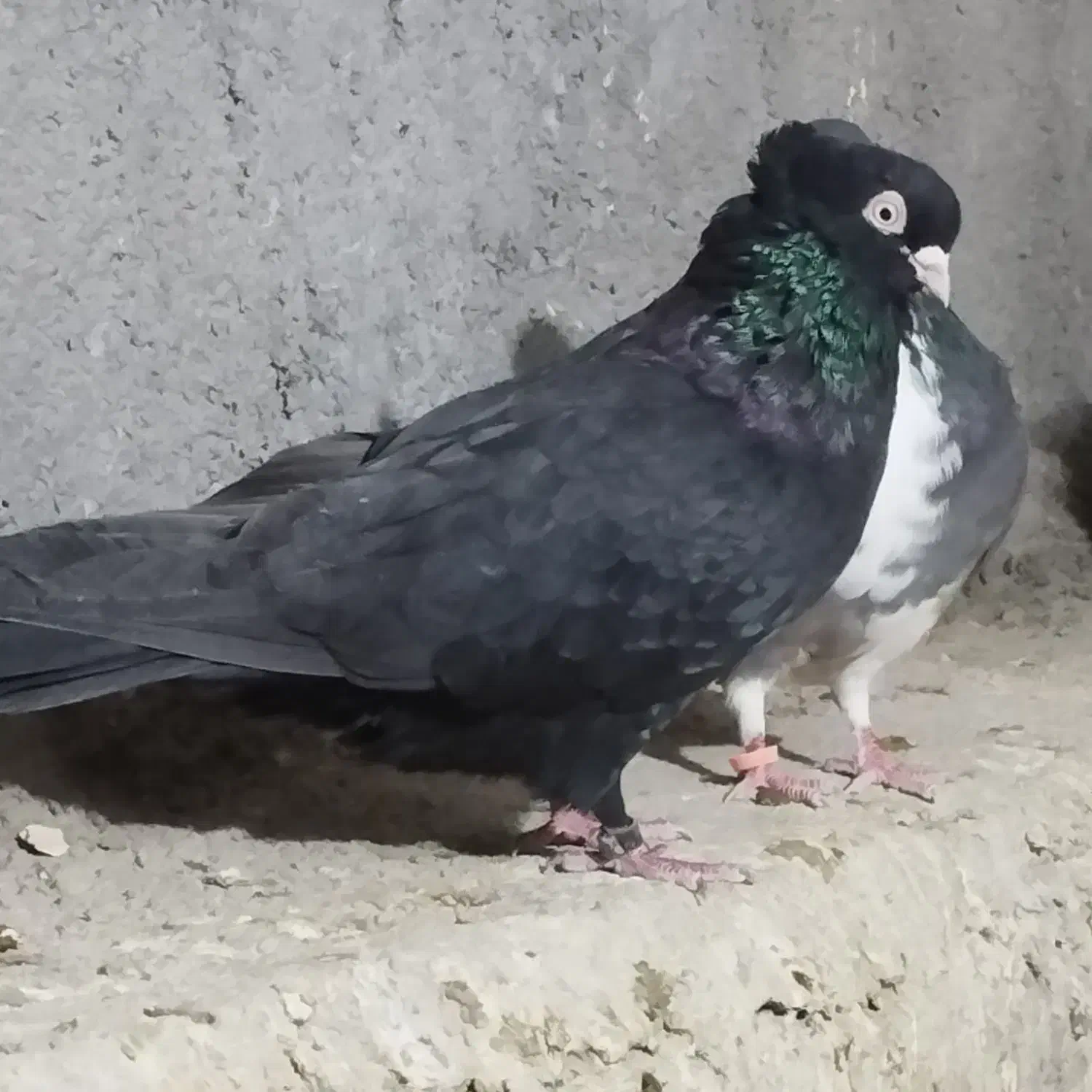 تیپ کبوتر|پرنده|باغ بهادران, |دیوار