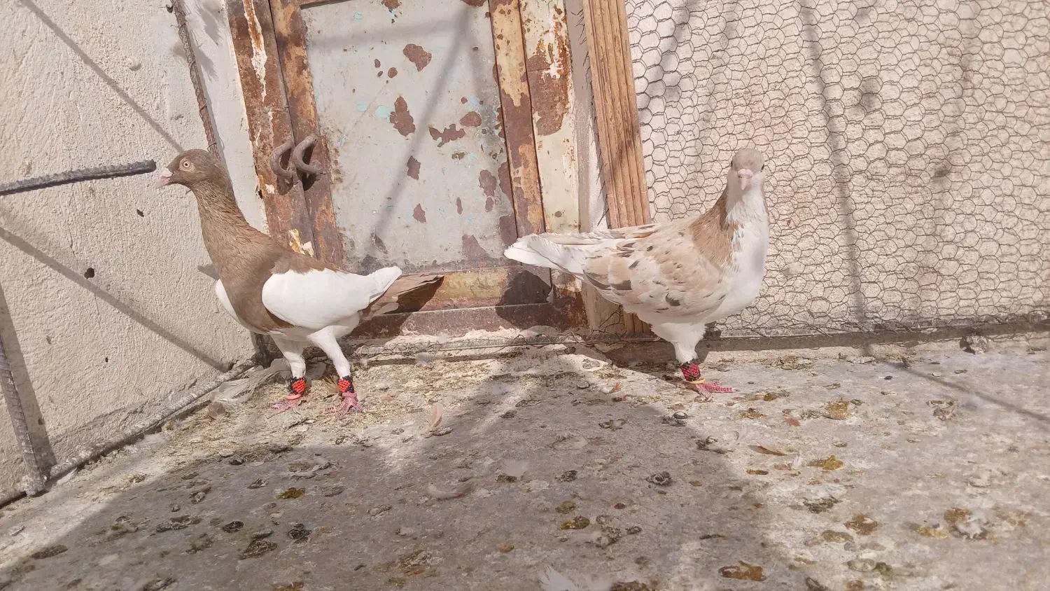 کفتر پرشی|پرنده|نیشابور, مبارکه|دیوار