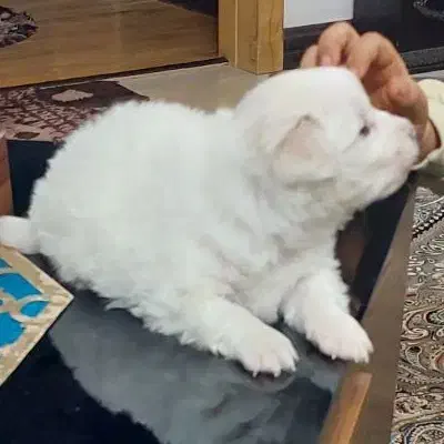 سگ مالتیز|سگ|قم, باجک سه|دیوار