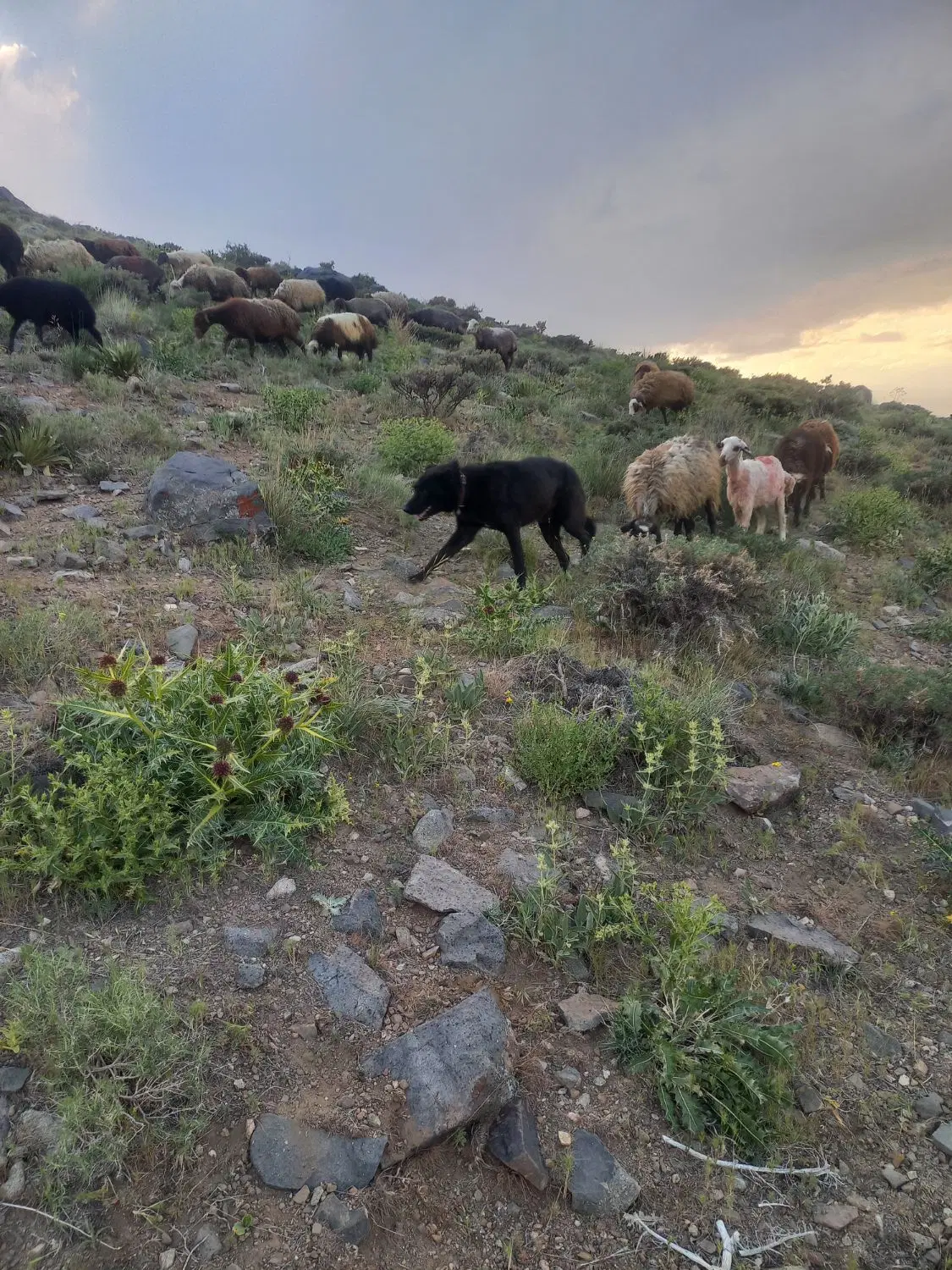 سگ گله|سگ|همدان, |دیوار