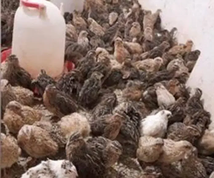 بلدرچین گوشتی|حیوانات مزرعه|کاشمر, |دیوار