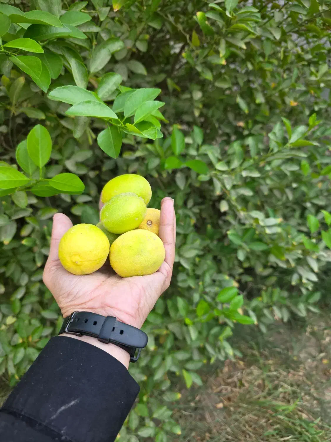 خونه باغ|فروش خانه و ویلا|چغادک, |دیوار