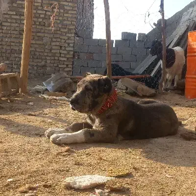 ***|سگ|تربت جام, میان جام|دیوار