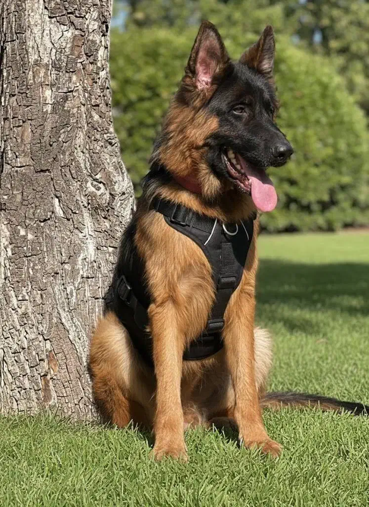 توله سگ ژرمن شولاین|سگ|تهران, حکیمیه|دیوار