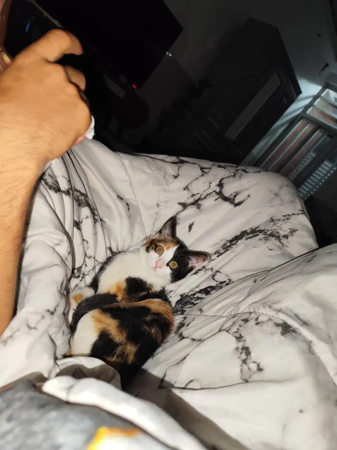 واگذاری گربه|گربه|کرمان, |دیوار