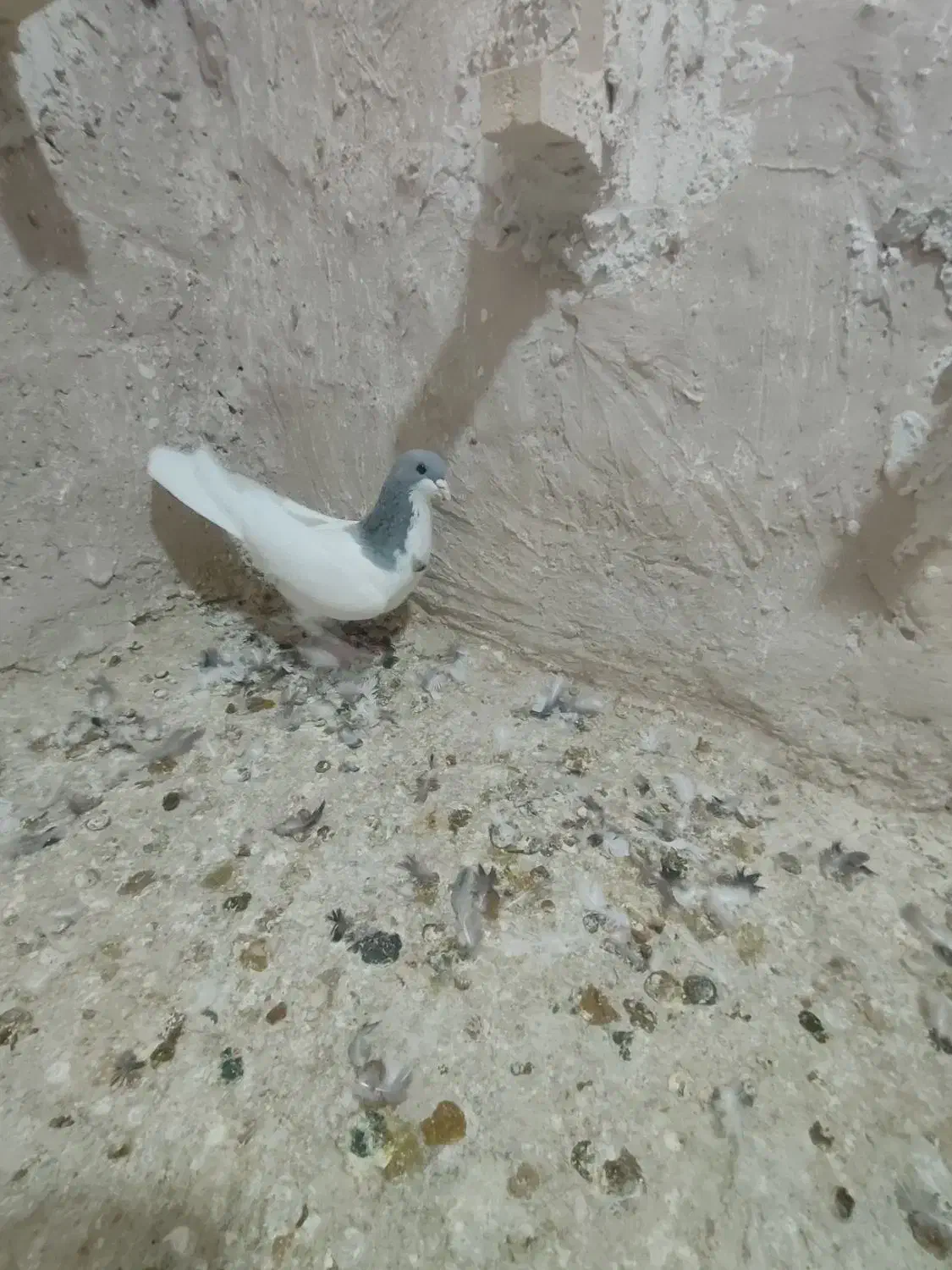 کبوتر شهری|پرنده|شیراز, جمال آباد|دیوار