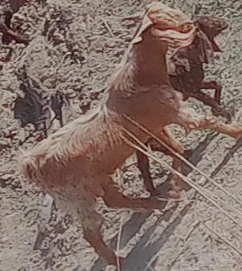 چپش چاق سرحال.|حیوانات مزرعه|جیرفت, |دیوار