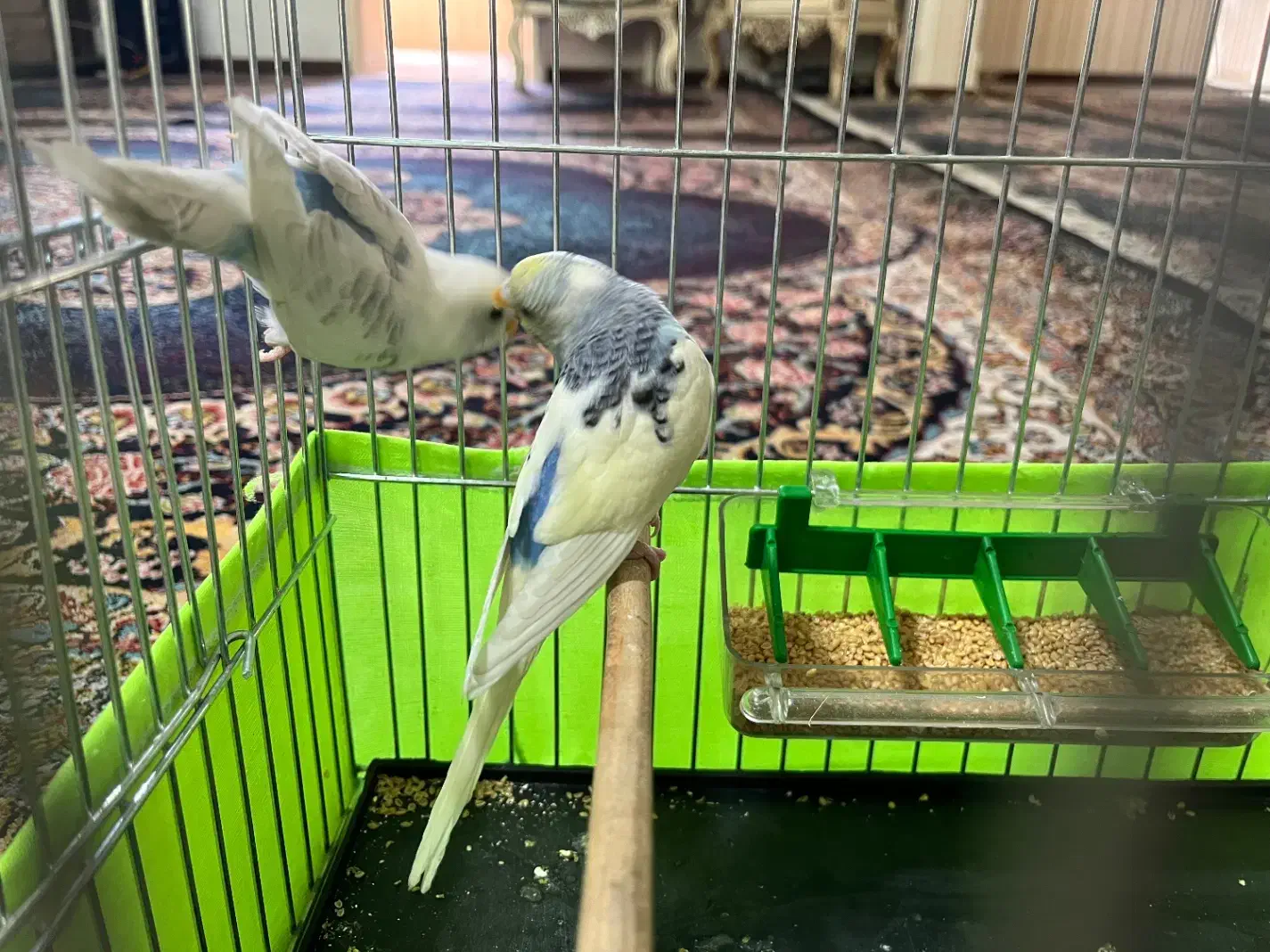 قناری .سهره. مرغ عشق|پرنده|قرچک, شهرک طلائیه|دیوار