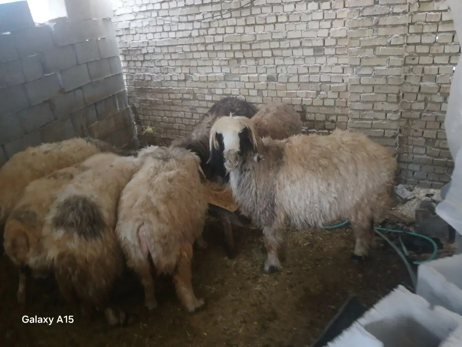 میش داشتی|حیوانات مزرعه|خانمیرزا, |دیوار