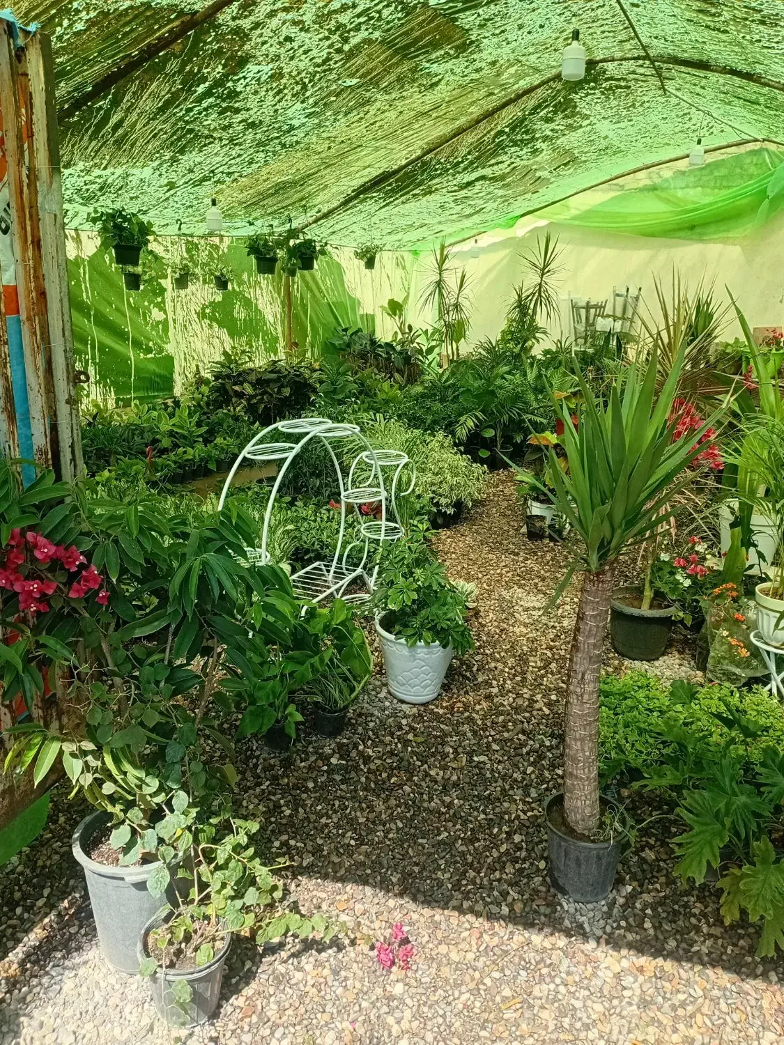 انواع گل و گیاه آپارتمانی و آبنما و...|گل و گیاه طبیعی|کرمان, |دیوار