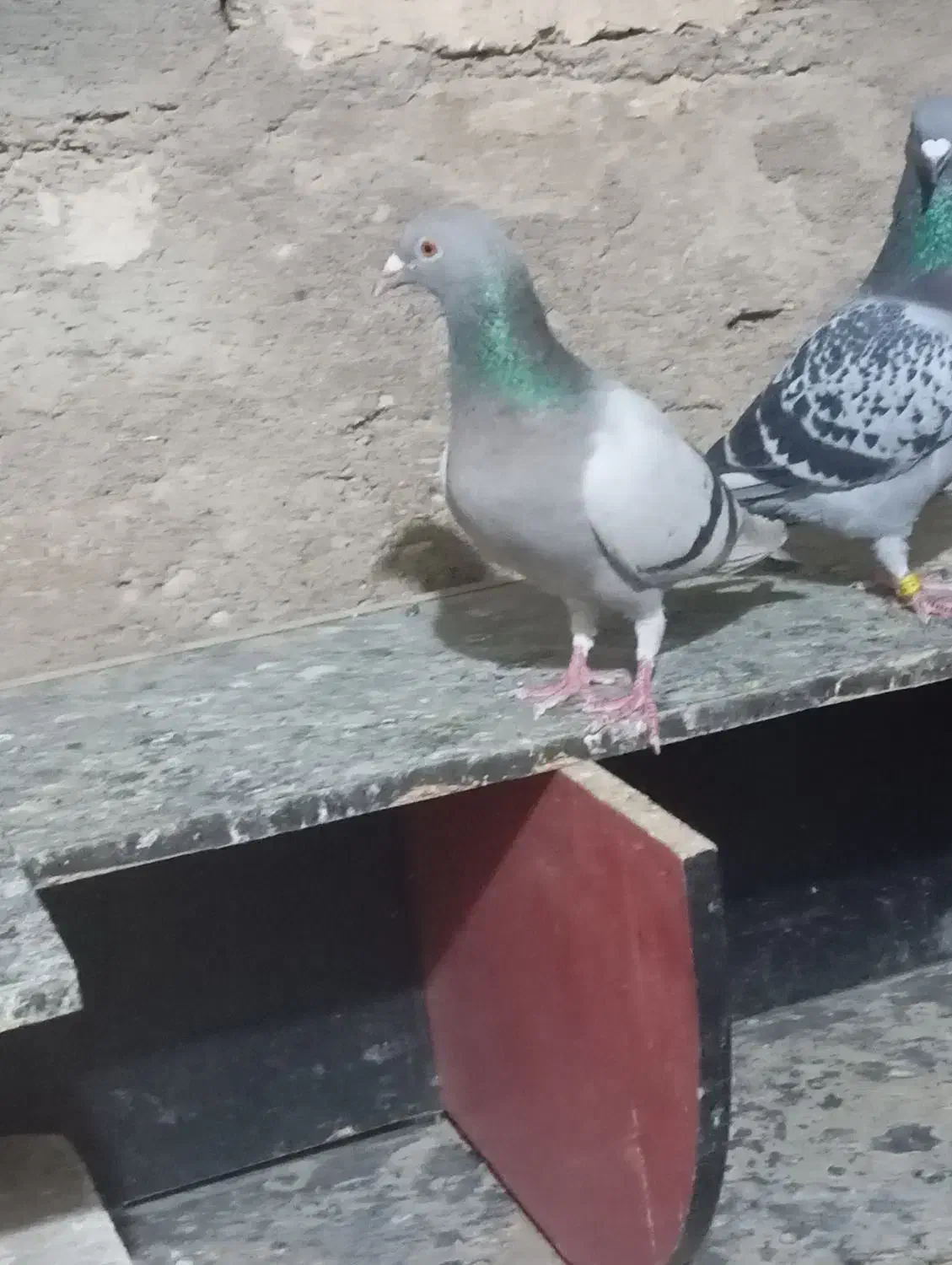 تعدادی پلاکی وکله ای|پرنده|گتوند, |دیوار