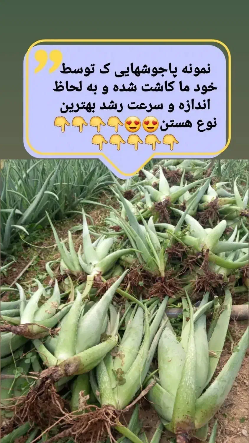 فروش پاجوش آلوئه‌ورا جهت کاشت در گلخانه ها|خدمات باغبانی و درختکاری|تاکستان, |دیوار