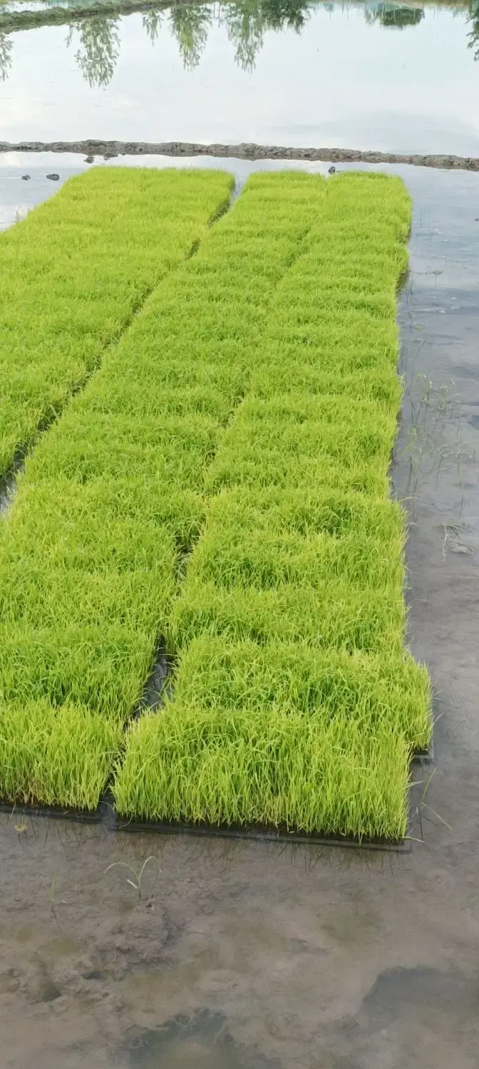 نشا برنج|گل و گیاه طبیعی|رودسر, |دیوار