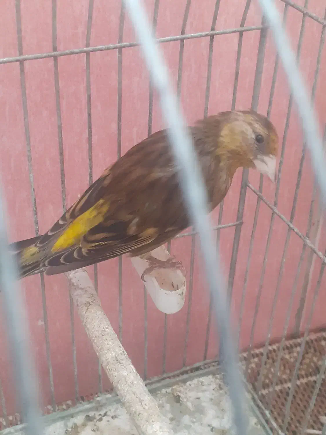 جوجه سهره قناری نر دهن لر ۳ ماهه|پرنده|فردیس, شهرک سپاه|دیوار