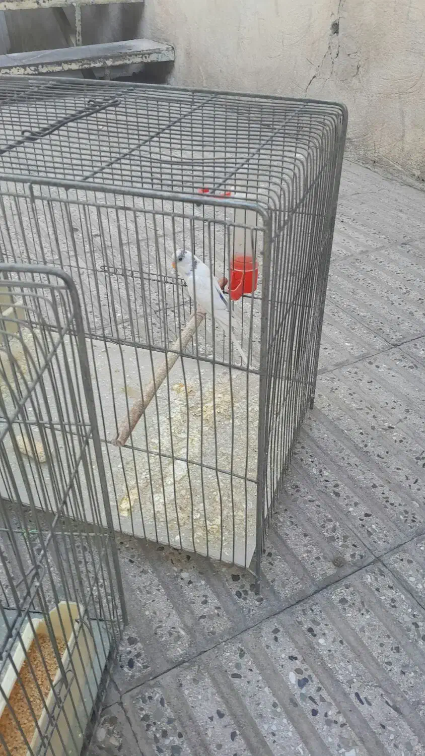 یک جفت مرغ عشق ویک عدد جوجه 8ماهه|پرنده|تهران, شمیراننو|دیوار