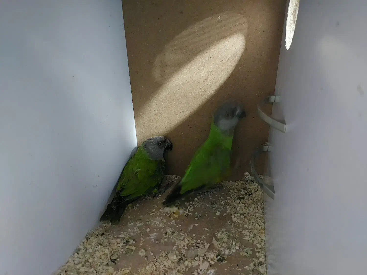 طوطی سنگال مولد راهب گرینچیک خورشیدی لوری|پرنده|پاکدشت, پاکدشت (مامازند)|دیوار