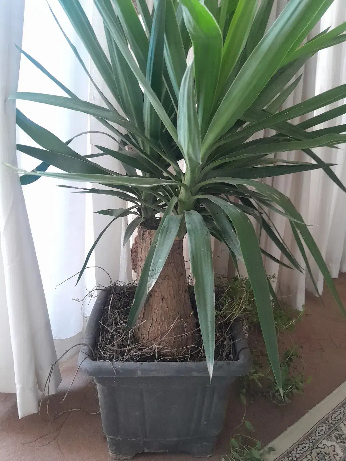 گل اپارتمانی|گل و گیاه طبیعی|خمینیشهر, |دیوار