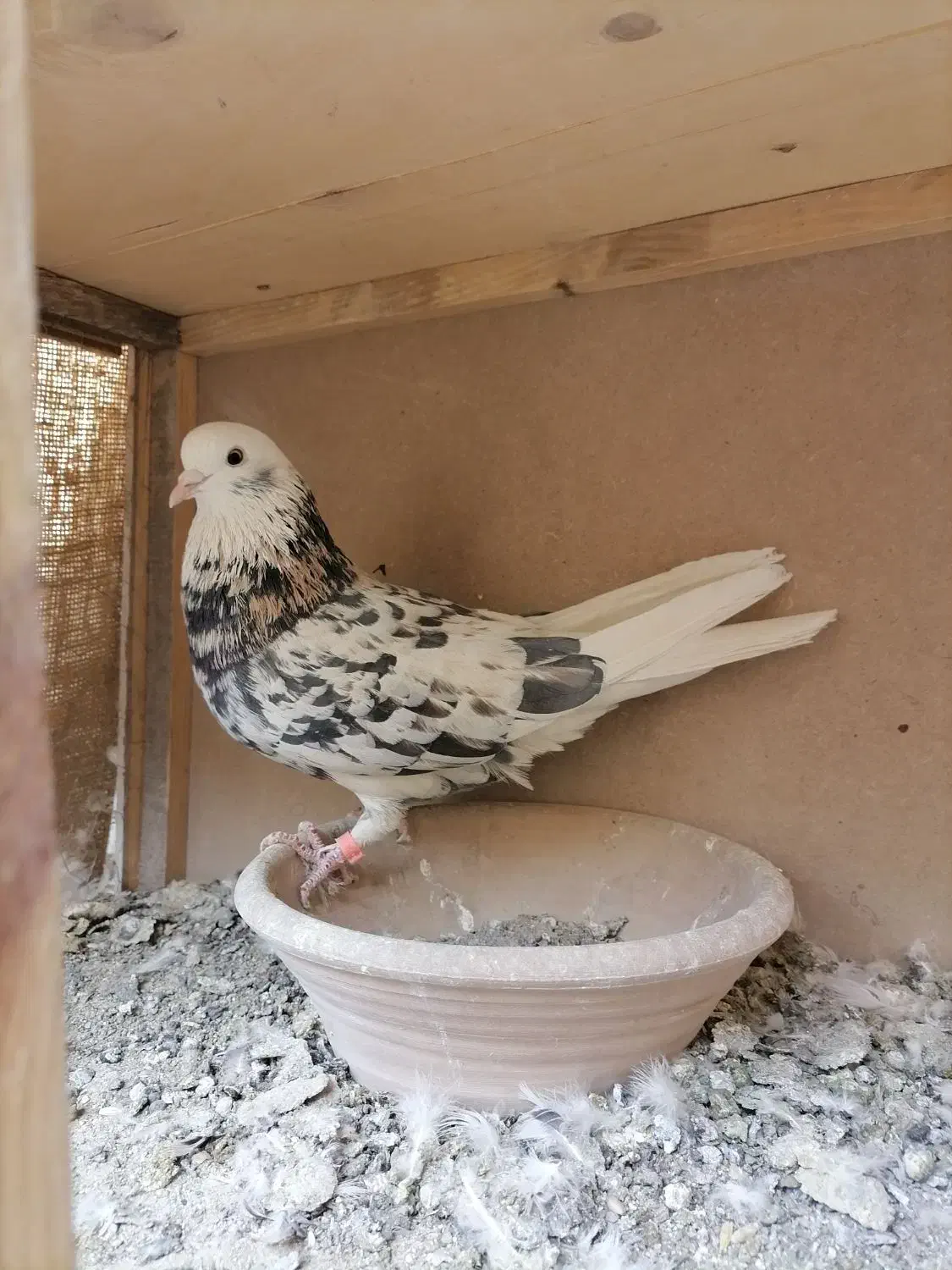 کفتر شازده سرور|پرنده|پاکدشت, خاتون آباد|دیوار