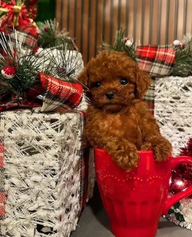 پودل تاینی و تدی|سگ|اصفهان, شهرک امام زمان|دیوار