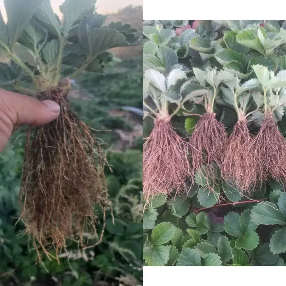 نشاء توت فرنگی|گل و گیاه طبیعی|شوش, |دیوار