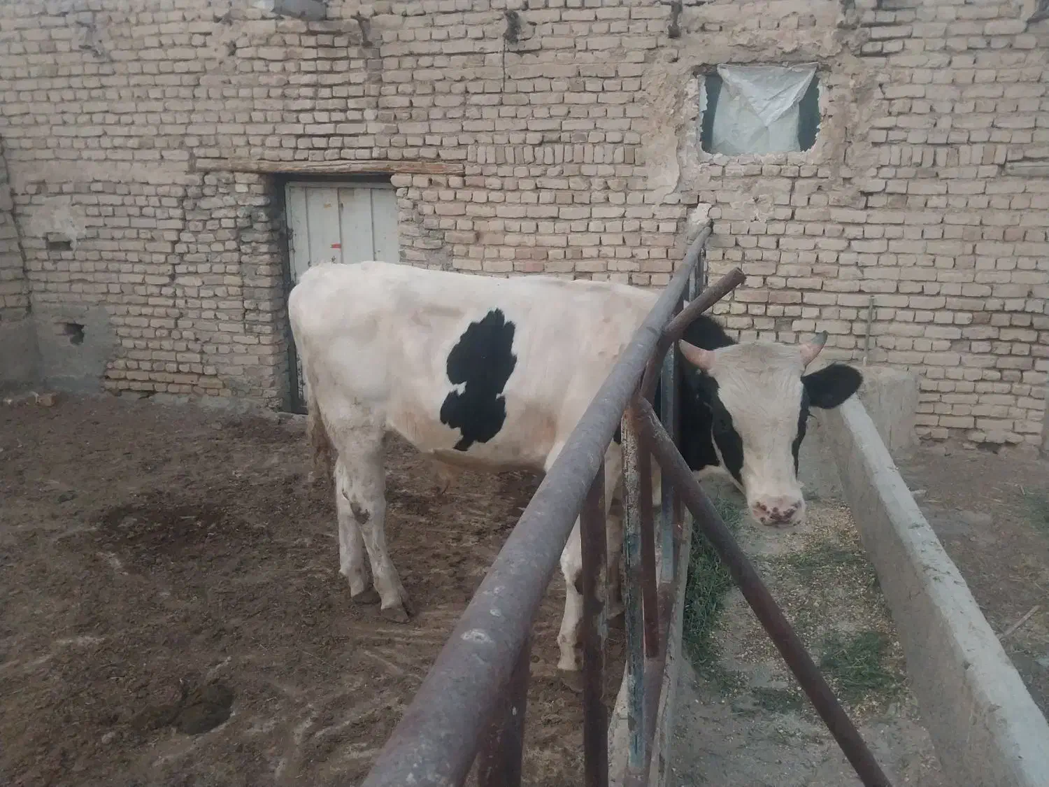 گوساله پرواری|حیوانات مزرعه|مشهد, شهید فرامرز عباسی|دیوار