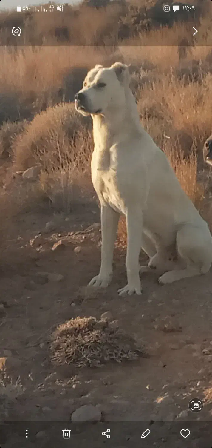 فروش سگ|سگ|سیرجان, |دیوار