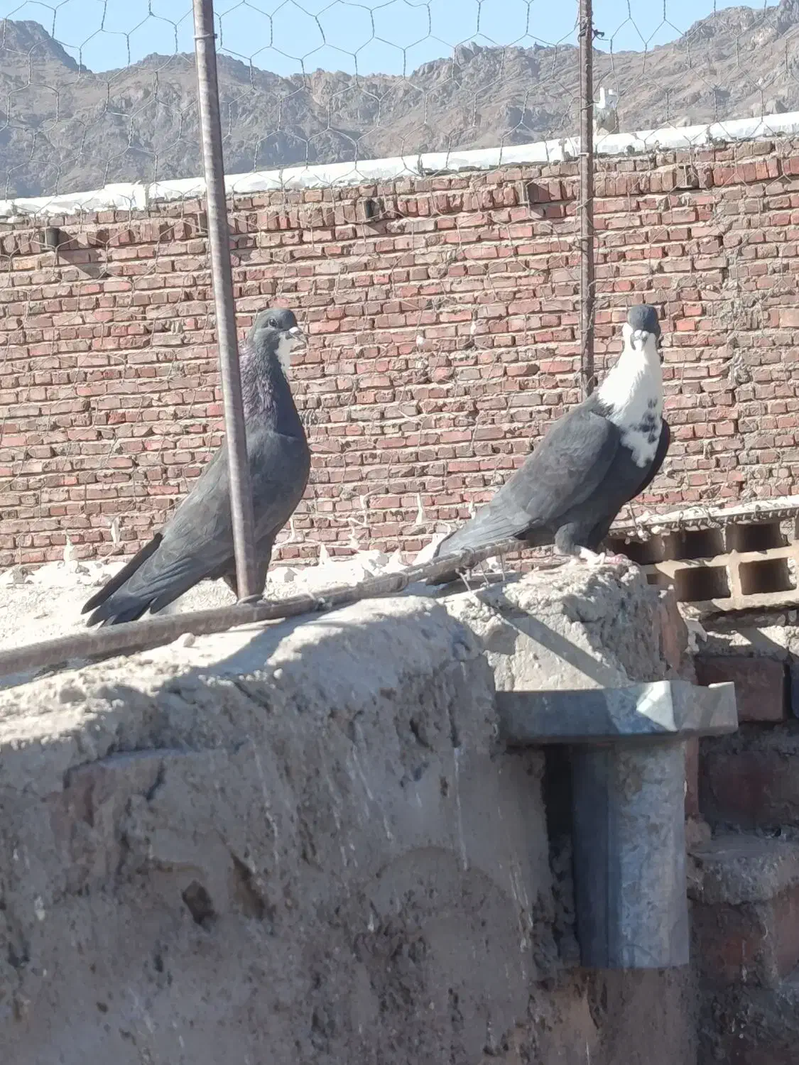 سه تا ماده ریش کاکل|پرنده|خاش, |دیوار