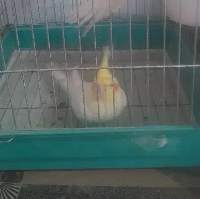 عروس پاریس|پرنده|حمیدیه, |دیوار