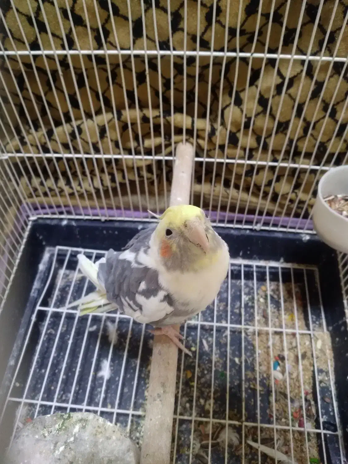 عروس هلندی|پرنده|کرج, شهرک فهمیده|دیوار