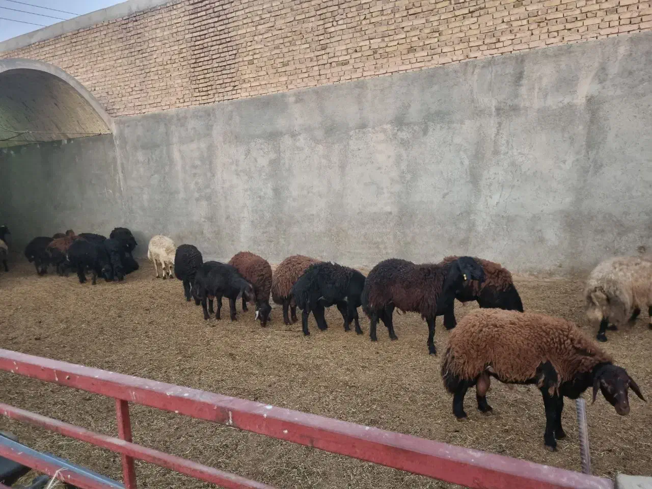 بره نر|حیوانات مزرعه|اردکان, |دیوار