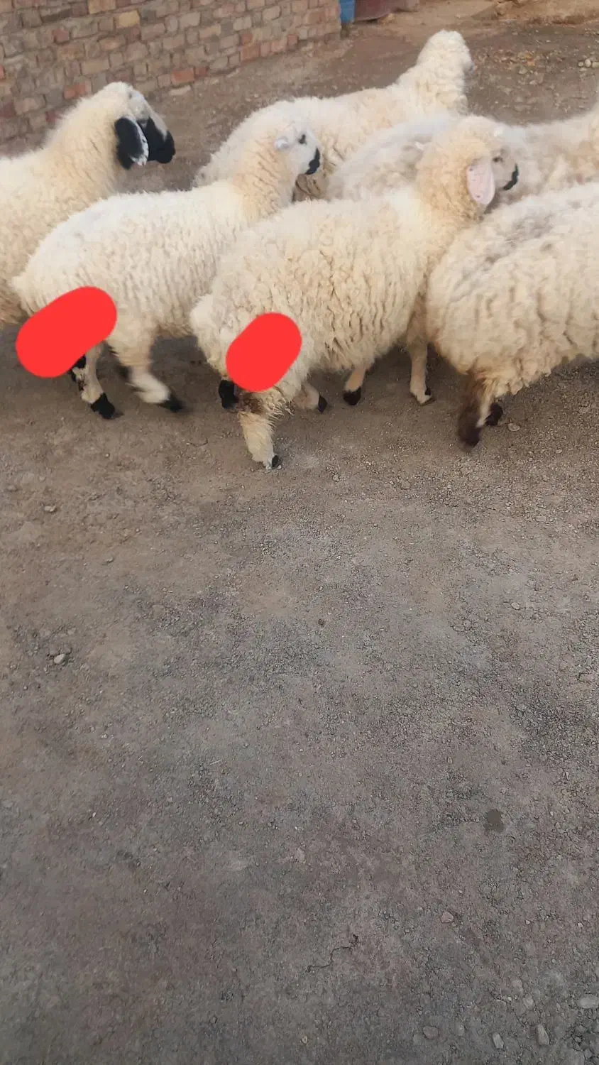 گوسفند چاق پروار|حیوانات مزرعه|نیمروز, |دیوار