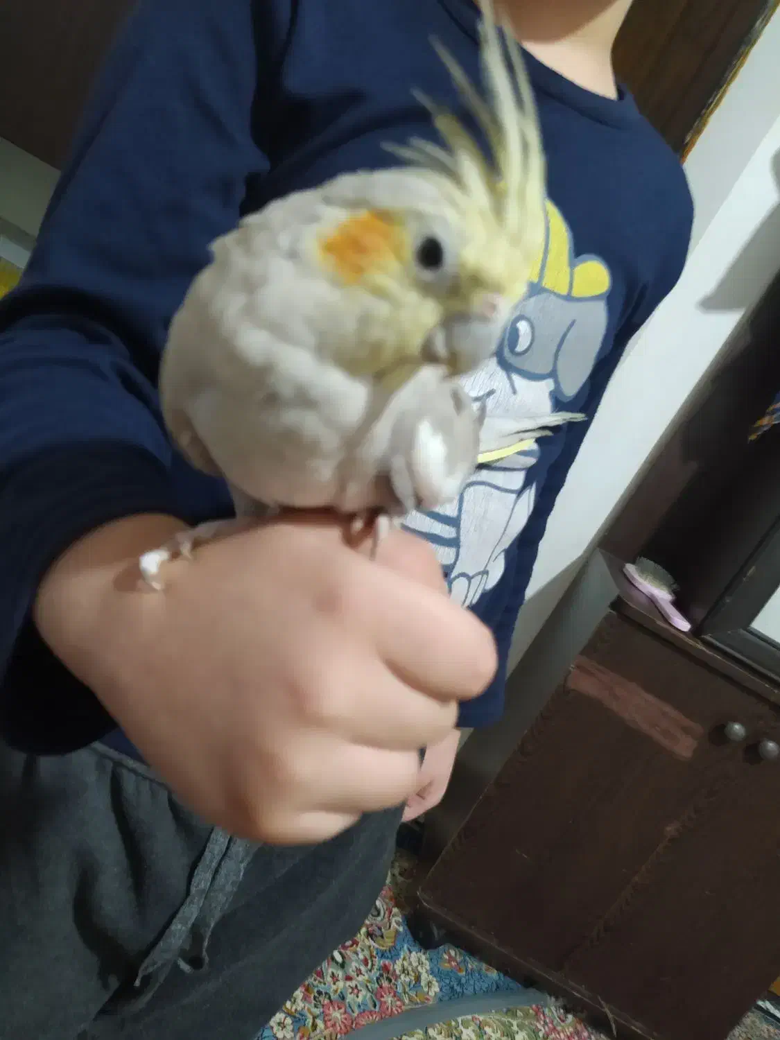 عروس هلندی دستی|پرنده|مشهد, خین عرب|دیوار