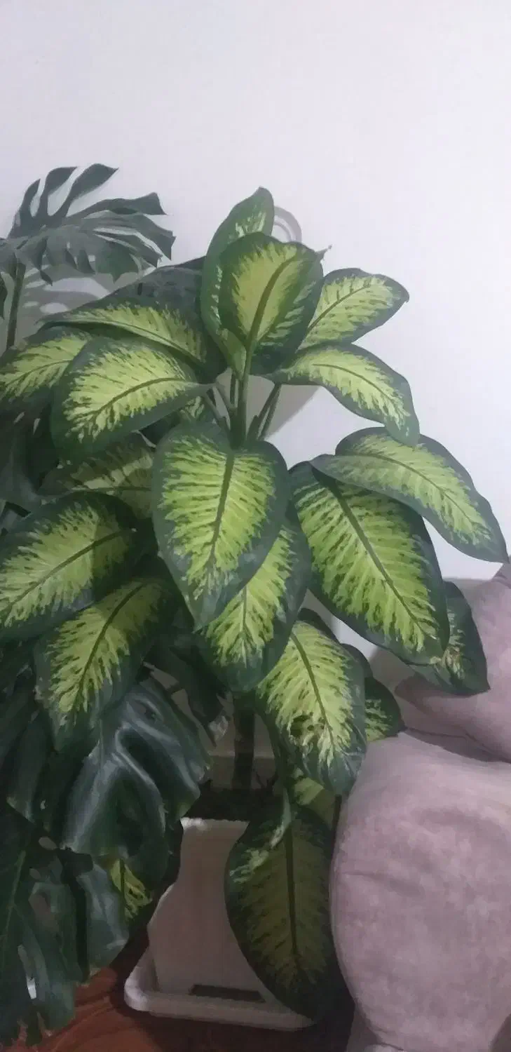 گل دیفن با غیا|گل و گیاه طبیعی|سیلوانه, |دیوار