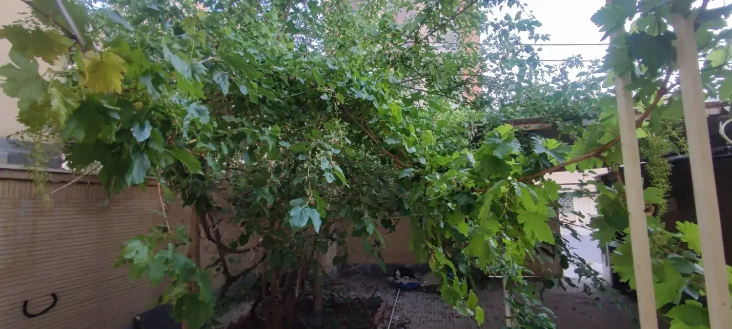 همکف حیاط اختصاصی دلباز شمالی جنوبی / نبوت|فروش آپارتمان|شاهین‌شهر, نبوت|دیوار