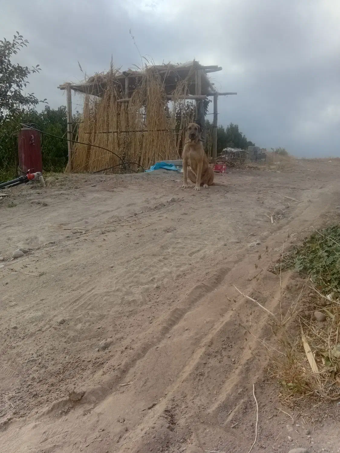 ماده عراقی|سگ|سراجو, |دیوار