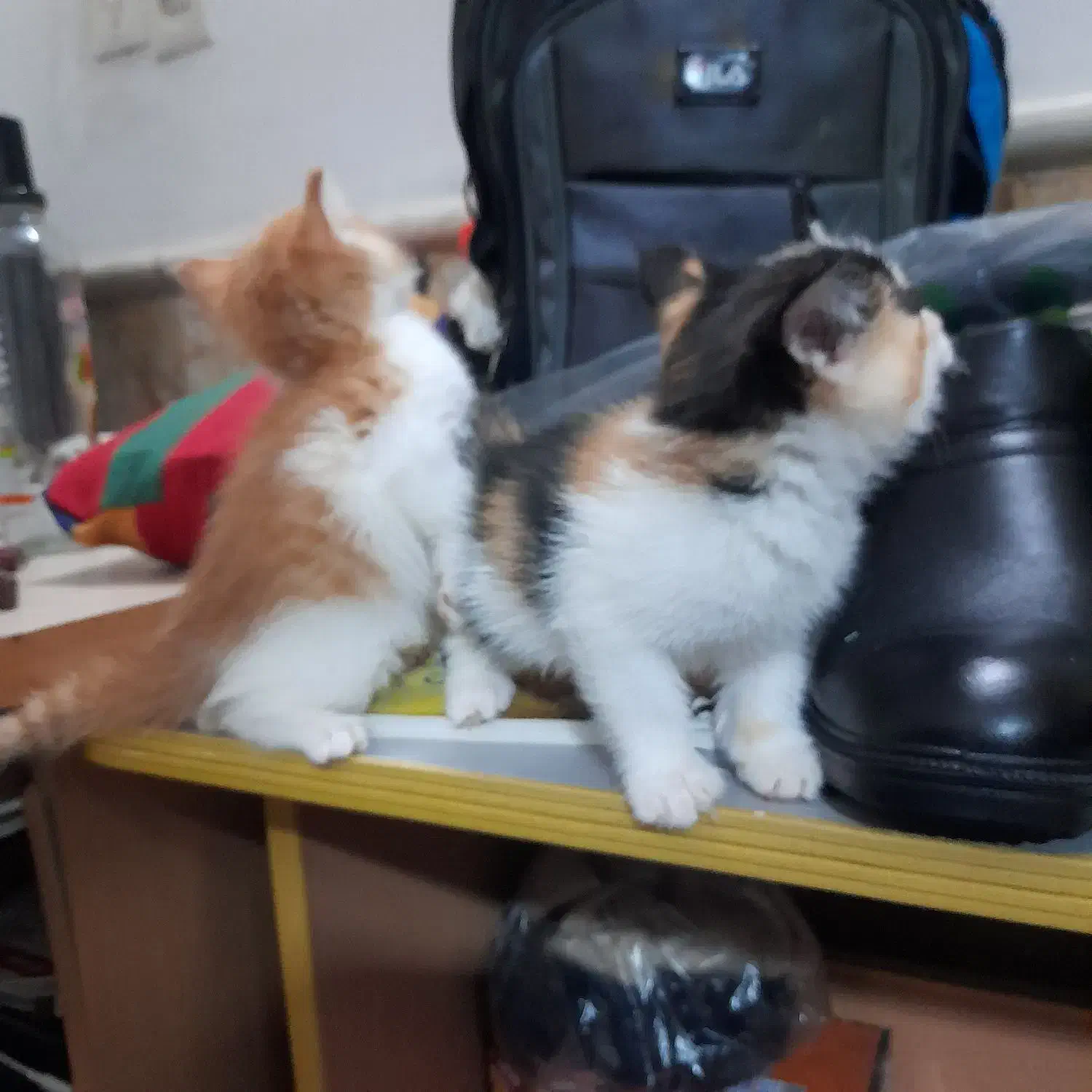 گربه|گربه|مشهد, یاس|دیوار