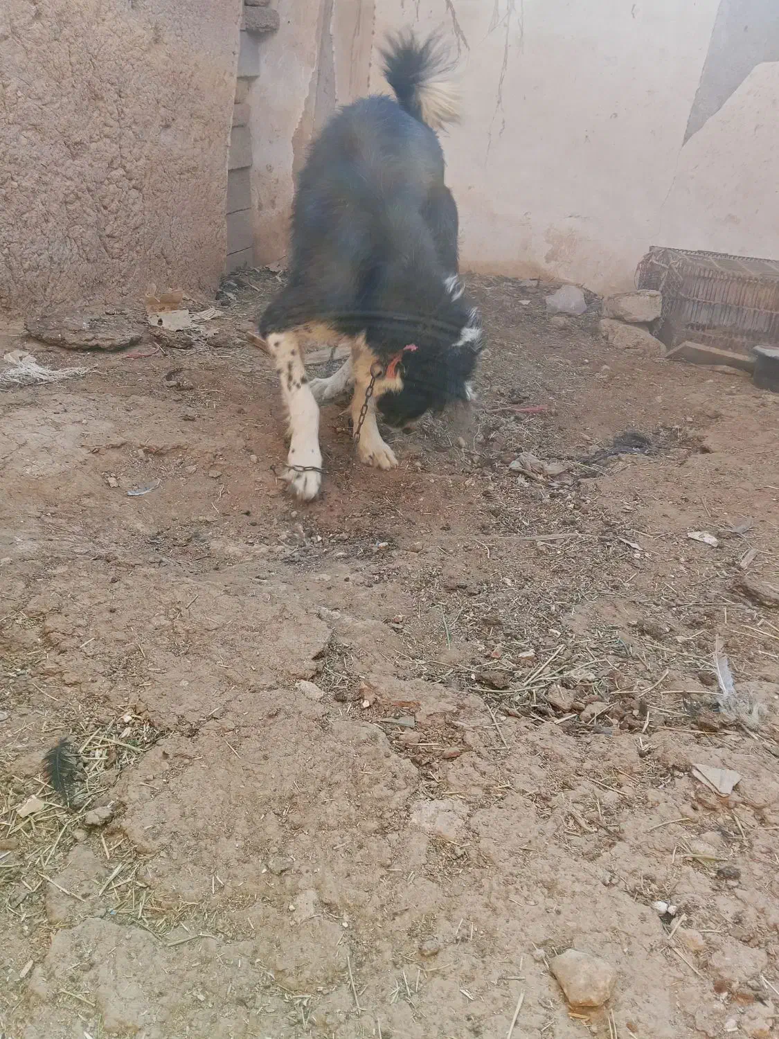 سگ قدر جونی|سگ|داراب, |دیوار