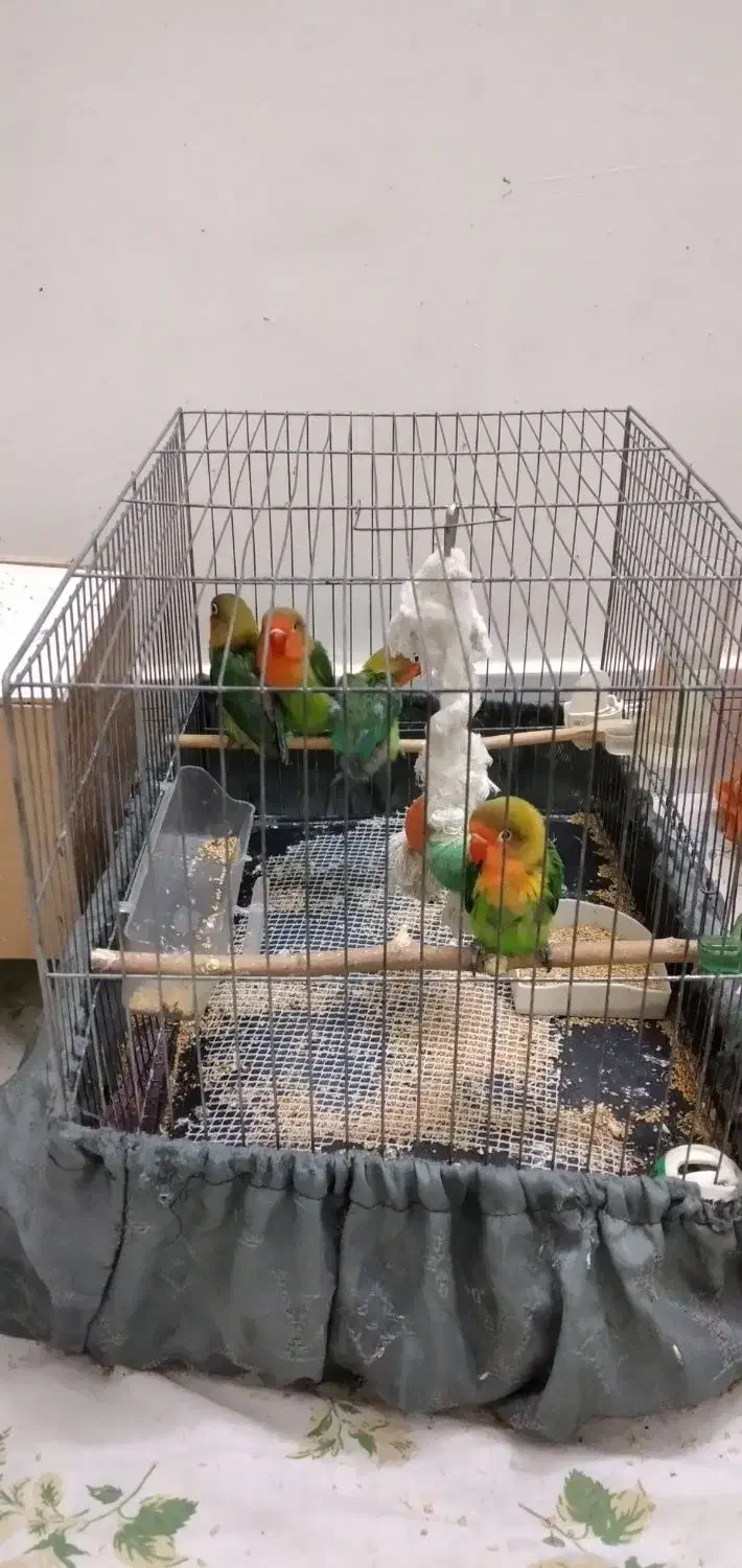 طوطی برزیلی|پرنده|اسلام‌شهر, زرافشان|دیوار