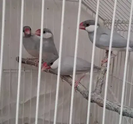 فنچ نرگسی ۲ جفت|پرنده|تهران, چوب تراش|دیوار